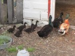 Our new Cayuga ducklings